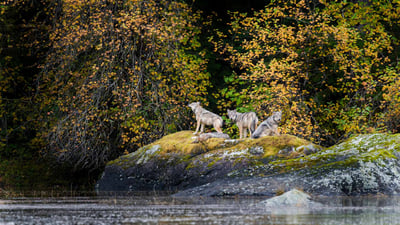 Bing wallpaper November 7, 2024. Vancouver Coastal Sea wolves in Great Bear Rainforest, British Columbia, Canada (© Nick Garbutt/Alamy)