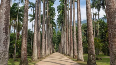 Bing wallpaper March 14, 2024. Alameda de Palmeiras Imperiales in the Botanical Garden of Rio de Janeiro (© Marcia Silva de Mendonca/Getty Images)
