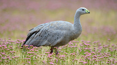 Bing wallpaper October 6, 2020. Cape Barren Goose (Cereopsis novaehollandiae) standing in a flowering meadow, Tasmania (© blickwinkel/Alamy Stock Photo)