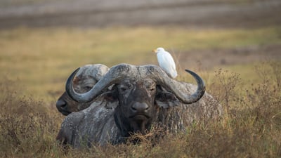 Bing wallpaper March 27, 2026. Bufle d’Afrique, Cratère du Ngorongoro, Tanzanie (© jesuss8/500px/Getty Images)