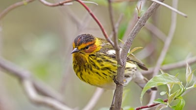 Bing wallpaper May 25, 2019. Male Cape May warbler in spring (© JZHunt/Getty Images Plus)