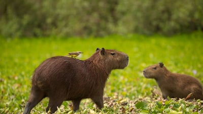 Bing wallpaper June 3, 2024. Capivara, o maior roedor do mundo, na margem de um rio no Pantanal (© Joe McDonald/Getty Images)