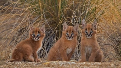 Bing wallpaper April 10, 2022. Caracal cubs (© Marion Vollborn/Minden Pictures)