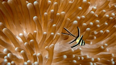 Bing wallpaper June 26, 2024. Juvenile Banggai cardinalfish with sea anemone, Lembeh Strait, North Sulawesi, Indonesia (© Constantinos Petrinos/NPL/Minden Pictures)