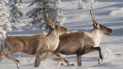 Bing wallpaper December 25, 2023. Caribou running in snow, Alaska (© Michael Quinton/Minden Pictures)