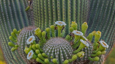 Bing wallpaper March 4, 2020. Fleurs de cactus saguaro dans la forêt nationale de Coronaro, Arizona, États-Unis (© Jack Dykinga/Minden Pictures)