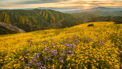 Bing wallpaper March 29, 2025. Superbloom in Carrizo Plain National Monument, California (© Robb Hirsch/TANDEM Stills + Motion)