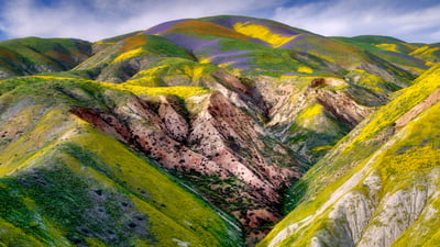 Bing wallpaper April 14, 2021. Wildflowers in the Carrizo Plain National Monument, California (© Dennis Frates/Alamy)