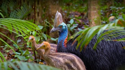 Bing wallpaper June 19, 2022. Southern cassowary father with chicks, Kuranda, Queensland, Australia (© Martin Willis/Minden Pictures)