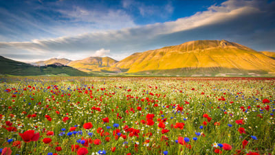 Bing wallpaper June 17, 2023. Castelluccio, Umbria, Italy (© Stefano Termanini/Getty Images)