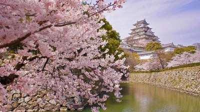 Bing wallpaper April 6, 2020. Cherry blossoms and Himeji Castle in Himeji, Japan (© Tororo/Getty Images)