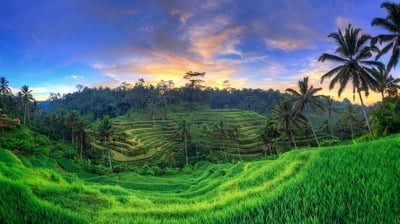 Bing wallpaper April 20, 2021. Tegallalang Rice Terraces, Ubud, Bali, Indonesia (© Michele Falzone/Alamy)