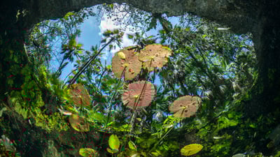 Bing wallpaper March 22, 2025. Water lilies at the surface of Cenote Nicte-Ha, Tulum, Mexico (© Franco Banfi/NPL/Minden Pictures)