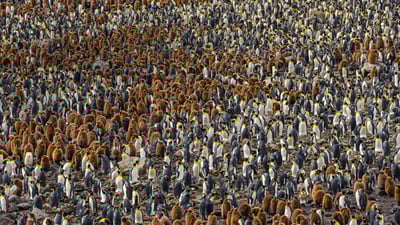 Bing wallpaper April 1, 2020. A nesting colony of king penguins in South Georgia, Antarctica (© Ralph Lee Hopkins/National Geographic/Offset)