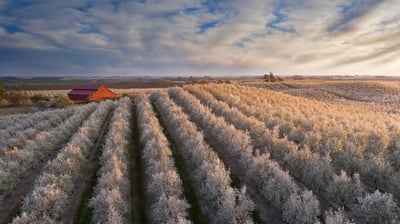 Bing wallpaper February 11, 2021. Flowering almond trees in California's Central Valley (© Jeffrey Lewis/Tandem Stills + Motion)