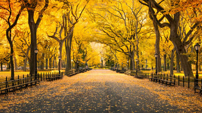 Bing wallpaper October 18, 2024. Autumn in Central Park, Manhattan, New York (© mapman/Shutterstock)