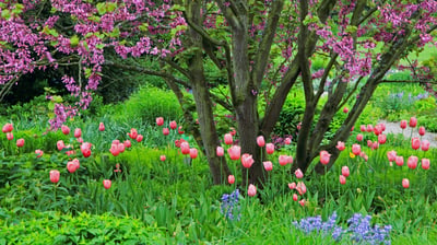 Bing wallpaper May 23, 2021. Judasbaum mit Tulpen und Atlantischen Hasenglöckchen, Deutschland (© blickwinkel/Alamy Stock Photo)