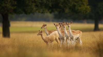 Bing wallpaper August 24, 2025. European fallow deer, England (© Enrique Aguirre Aves/Getty Images)