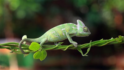 Bing wallpaper October 21, 2020. Chameleon walking on a plant, Indonesia (© SnapRapid/Offset by Shutterstock)