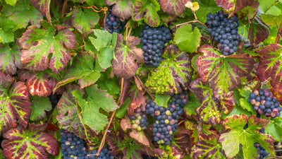 Bing wallpaper October 26, 2025. Grappe de raisins noirs, vignoble de Champagne (© Daniele SCHNEIDER/Photononstop/Alamy Stock Photo)