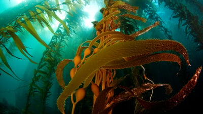 Bing wallpaper July 28, 2026. A kelp forest off Anacapa Island, Channel Islands National Park, California, United States (© Ian Shive/Tandem Stills + Motion)