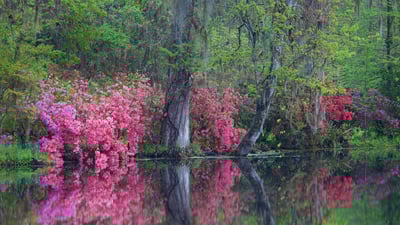 Bing wallpaper March 27, 2020. Azaleas in bloom at Magnolia Plantation and Gardens, Charleston, South Carolina (© Joanne Wells/Danita Delimont)