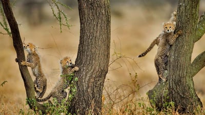 Bing wallpaper May 26, 2020. Cheetah cubs climbing acacia trees in the Ngorongoro Conservation Area, Tanzania (© Paul Souders/Getty Images)