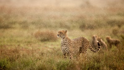 Bing wallpaper April 30, 2024. Cheetah in morning rain, Ndutu Plains, Ngorongoro Conservation Area, Tanzania (© Paul Souders/Getty Images)