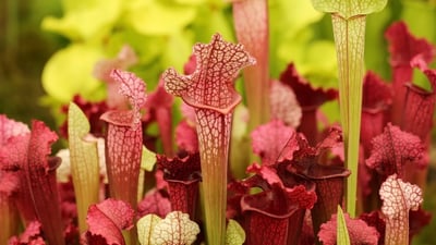 Bing wallpaper May 18, 2026. Carnivorous red and green pitcher plants at the Chelsea Flower Show (© Jillian Cain Photography/Shutterstock)