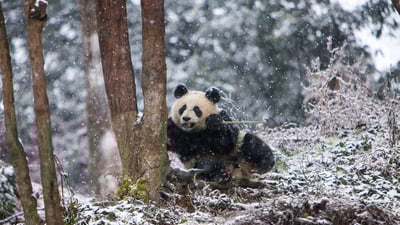 Bing wallpaper March 16, 2023. Giant panda at Chengdu Panda Base, China (© Jim Zuckerman/Jaynes Gallery/DanitaDelimont)