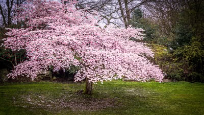 Bing wallpaper March 26, 2025. Cherry blossoms in Queen Elizabeth Park, Vancouver, Canada (© Kim Rogerson/Getty Images)