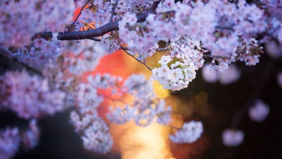 Bing wallpaper March 25, 2024. 目黒川沿いの桜, 東京 (© twomeows/Getty Images)
