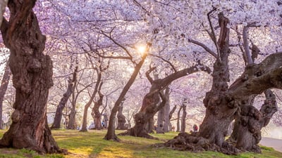 Bing wallpaper April 4, 2025. The National Cherry Blossom Festival in Washington, DC (© f11photo/Getty Images)