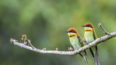 Bing wallpaper June 4, 2024. Chestnut-headed bee-eaters, Bardia National Park, Nepal (© PACO COMO/Shutterstock)