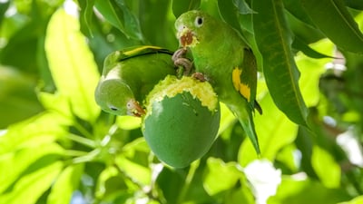 Bing wallpaper January 8, 2026. Yellow-chevroned parakeets in a mango tree, Pantanal, Brazil (© Uwe-Bergwitz/Getty Images)
