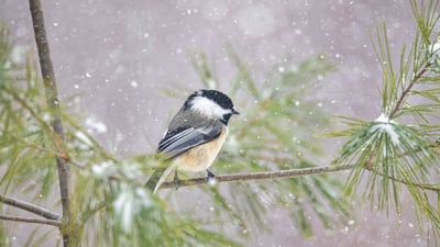 Bing wallpaper January 5, 2022. Black-capped Chickadee (Poecile atricapillus) in snowfall, Nova Scotia (© Scott Leslie/Minden Pictures)