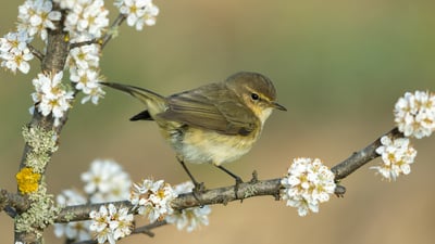 Bing wallpaper April 23, 2026. Common chiffchaff, Germany (© Andyworks/Getty Images)