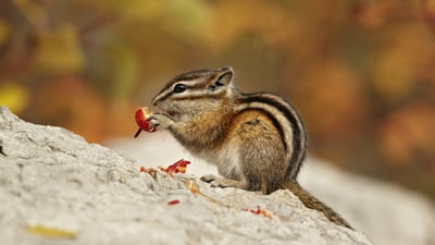Bing wallpaper October 11, 2021. Least Chipmunk (Tamias minimus) adult, feeding on berries in Autumn, Jasper National Park, Alta. (© Ignacio Yufera/Minden Pictures)