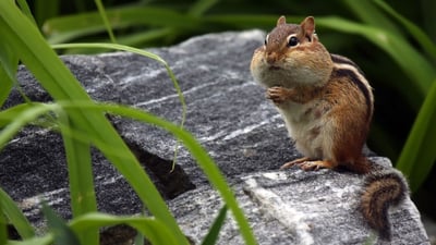 Bing wallpaper April 20, 2019. Chipmunk storing food in his cheeks (© mlorenzphotography/Getty Images)