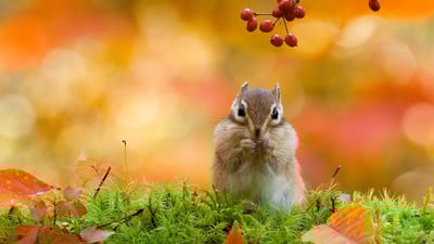 Bing wallpaper September 6, 2020. ｢冬眠に備えるエゾシマリス｣北海道 (© plainpicture/Score. by Aflo/Takao Onozato/Aflo)