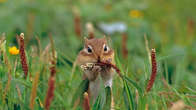 Bing wallpaper November 26, 2020. A Siberian chipmunk on Mount Taisetsu, Hokkaido, Japan (© Ida Toshiaki/Minden Pictures)