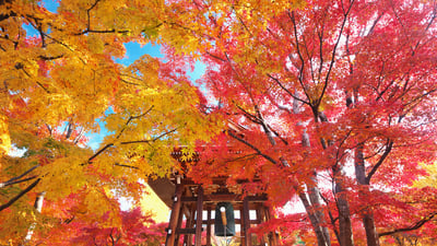 Bing wallpaper November 29, 2021. 紅葉の智積院鐘楼堂, 京都 （© Masataka Ishi/AFLO/4Corners）