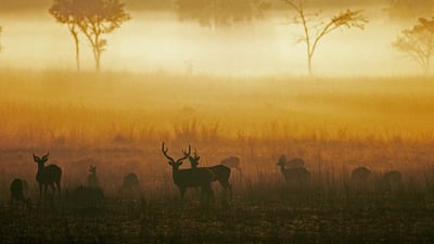 Bing wallpaper March 15, 2019. Chital, spotted deer in misty grassland at dawn, Kanha National Park, Madhya Pradesh, India (© Pete Oxford/Minden Pictures)