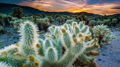 Bing wallpaper April 24, 2021. The Cholla Cactus Garden in Joshua Tree National Park, California (© Bryan Jolley/Tandem Stills + Motion)