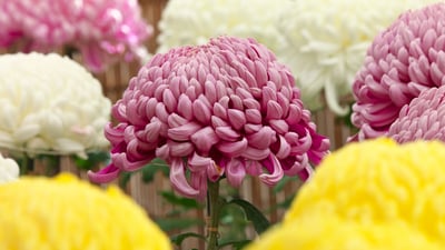 Bing wallpaper September 8, 2021. ｢菊の花｣東京都, 調布市 (© Juan-Carlos Munoz/Minden Pictures)