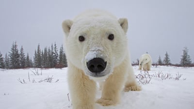Bing wallpaper November 8, 2021. Polar bear investigating a camera, Churchill, Manitoba, Canada (© Matthias Breiter/Minden Pictures)