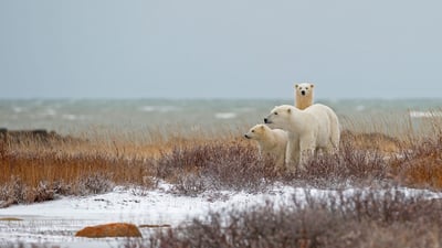 Bing wallpaper October 23, 2019. A polar bear family near the Hudson Bay in Churchill, Manitoba, Canada (© Marco Pozzi Photographer/Getty Images)