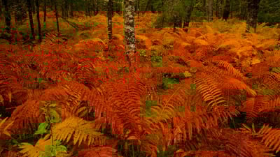 Bing wallpaper October 28, 2021. Cinnamon fern meadow near St. Mary's River, Nova Scotia (© Irwin Barrett/Design Pics/Alamy)
