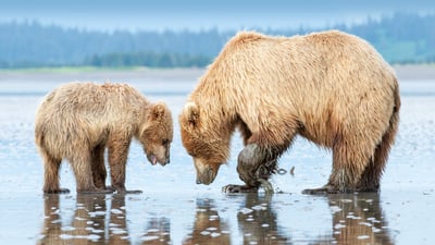 Bing wallpaper June 30, 2023. Brown bear mother and cub, Lake Clark National Park and Preserve, Alaska (© Carlos Carreno/Getty Images)
