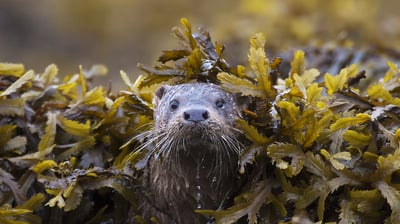 Bing wallpaper October 20, 2021. Otter (Lutra Lutra) in seaweed, Ardnamurchan. (© Michael Durham/Minden Pictures)
